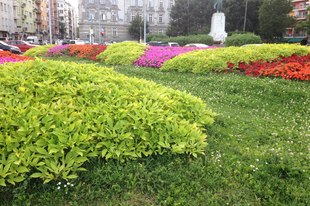 Édesburgonya v. batáta- Ipomoea batatas