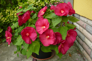 Mocsári hiniszkusz-Hibiscus moscheotus