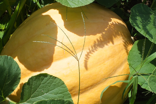 Atlantic gigant sütőtök-Cucurbita maxima