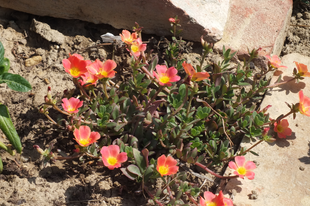 Futó porcsinrózsa-Portulaca umbraticola