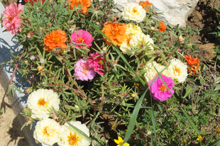 Nagyvirágú porcsinrózsa-Portulaca grandiflora