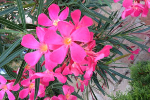 Leander-nerium oleander