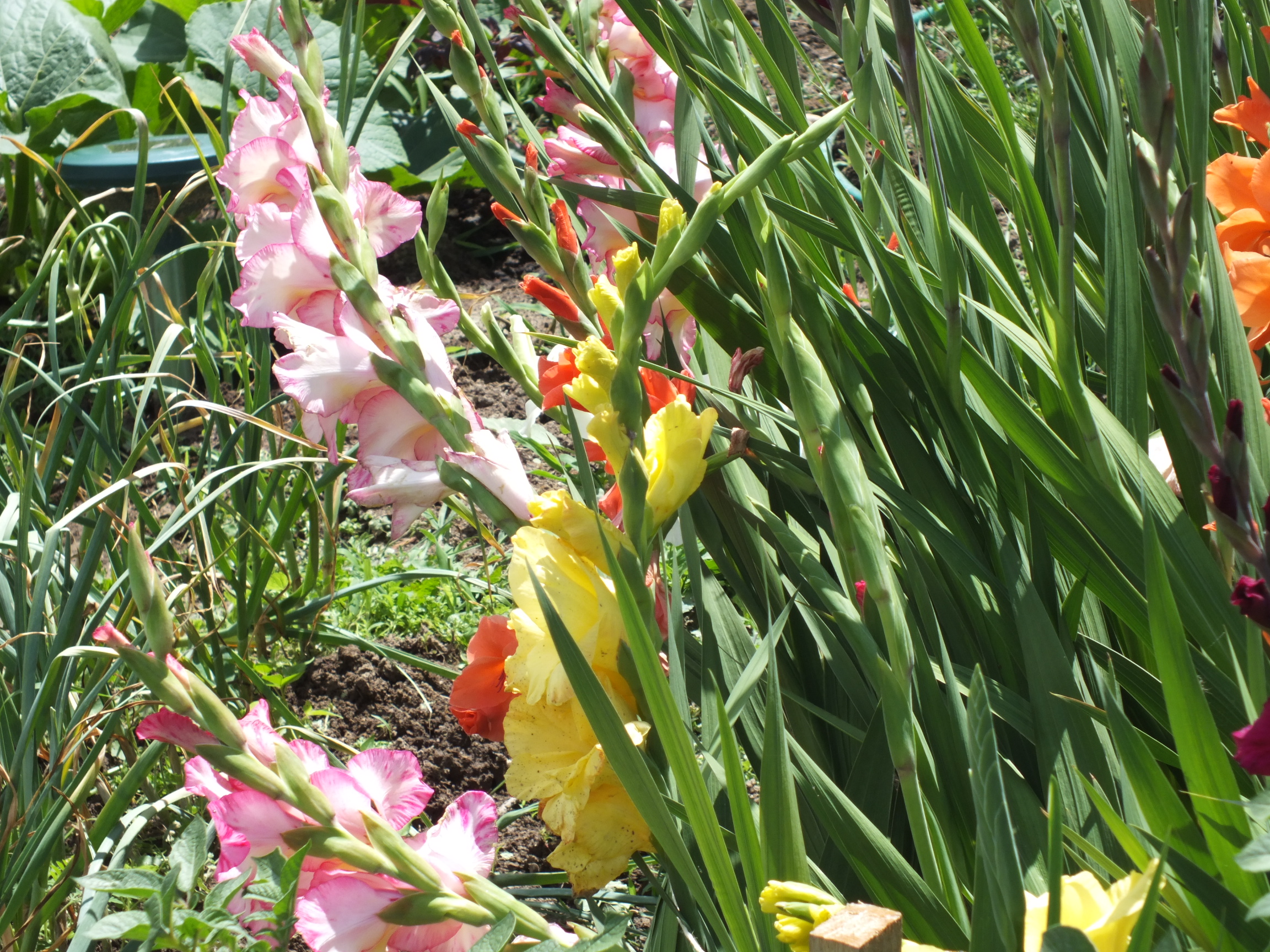 Kardvirág-Gladiolus