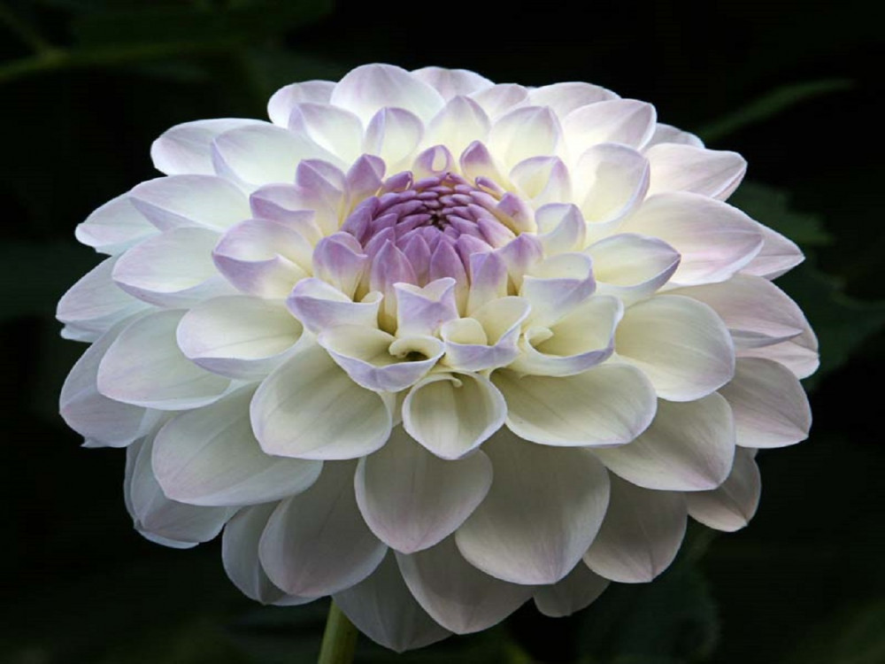 dahlia-eveline-tubero-di-dalia.jpg