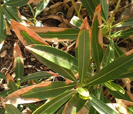 leander_xylella_fastidiosa2.jpg