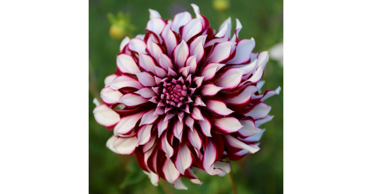 tartan-dahlia1.jpg