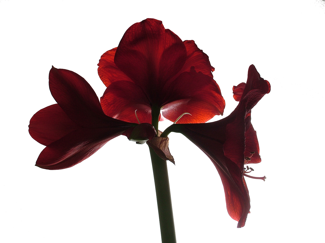 amaryllis-1035175_1280.png