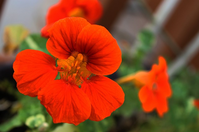 nasturtium-686987_640.jpg