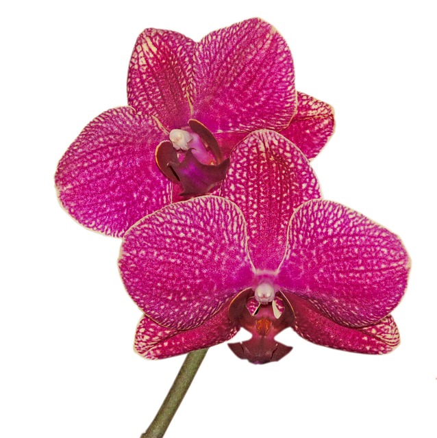 orchid-550003_640.jpg
