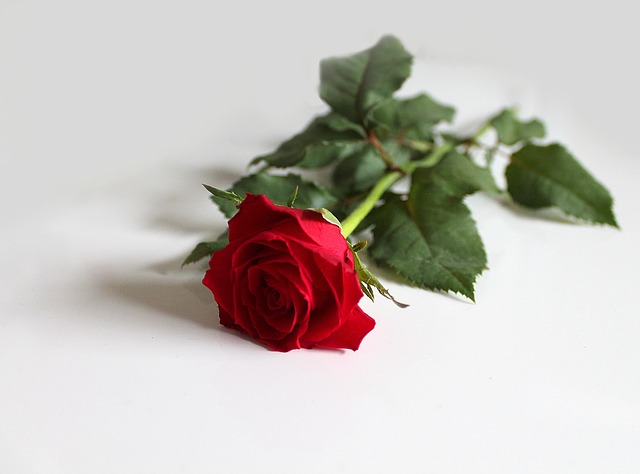 red-rose-1333324_640.jpg