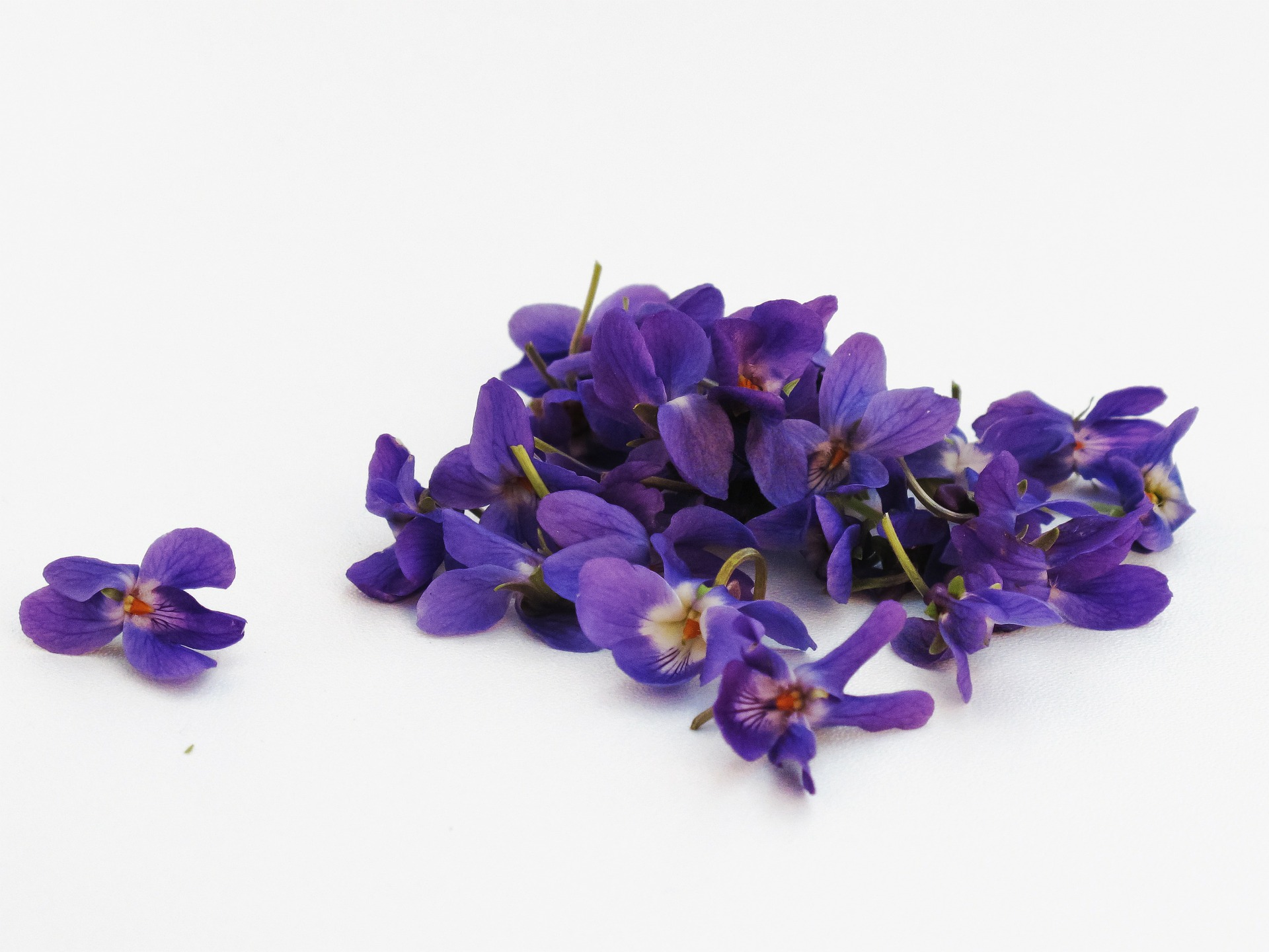 violets-341682_1920.jpg