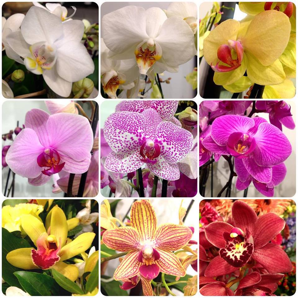 orchidea_arioso.jpg