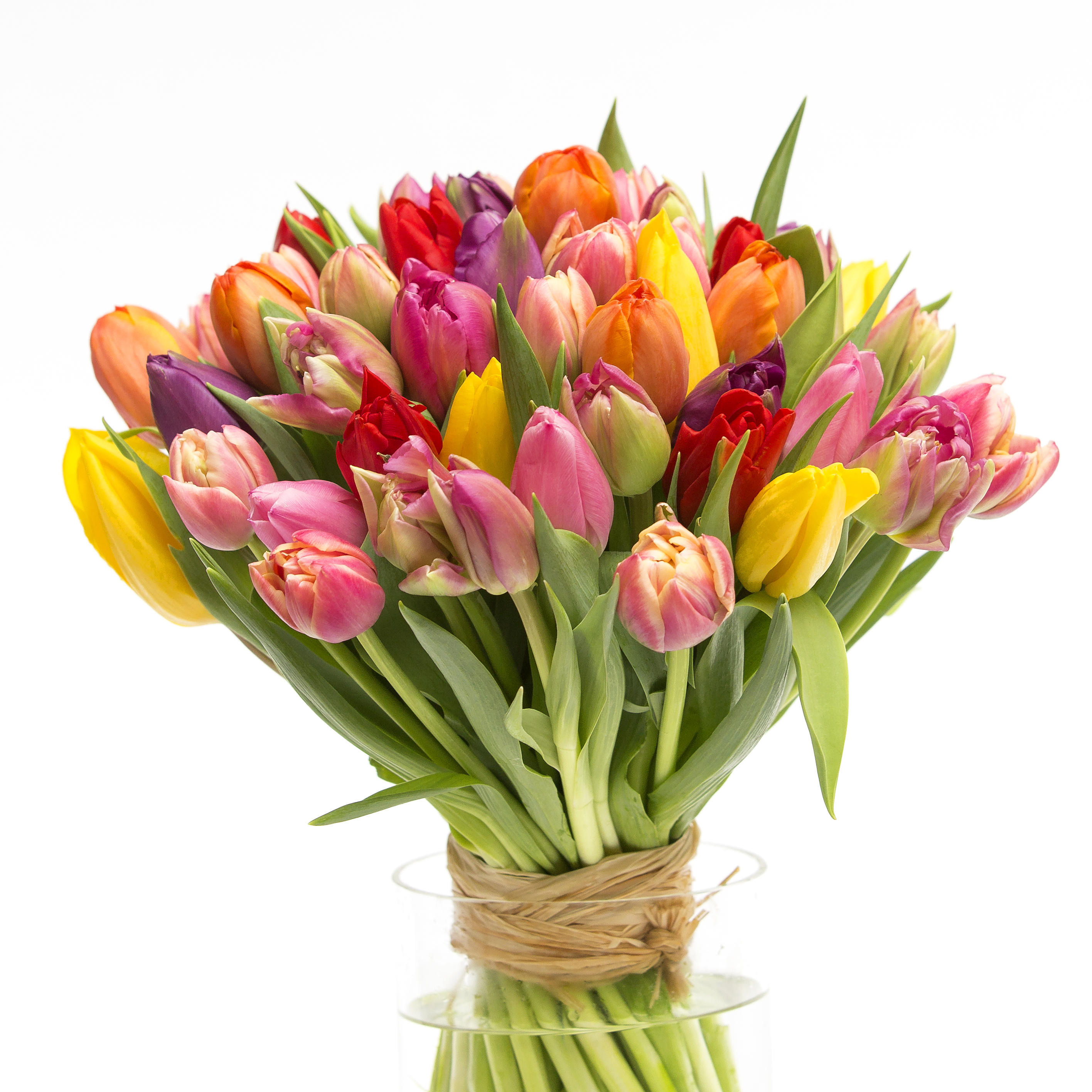 tulipan_arioso.jpg