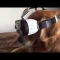 Egy kutya kipróbálja a VR-t