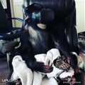 Egy majom kipróbálja a VR-t