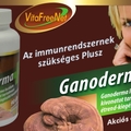 Új termék: Ganoderma + 90 kapszula