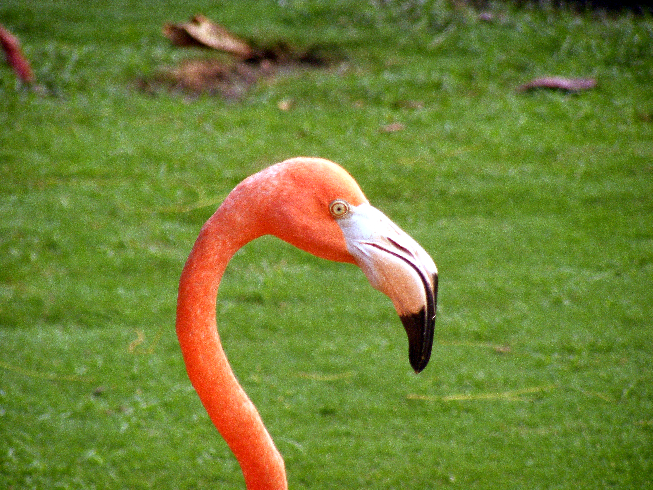 flamingó2.jpg