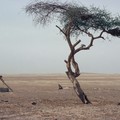 Hogyan múlt ki a világ legmagányosabb fája?