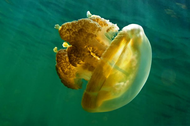 meduza-to_4.jpg