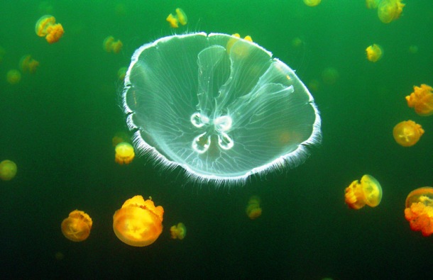 meduza-to_5.jpg