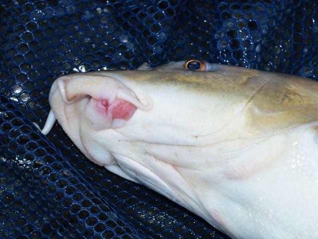 A halak szája - kíméletes horgászat – egy horgász gondolatai 6. rész
