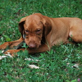 Vizsla Túra