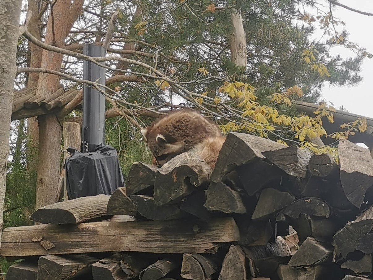 Ez a legjobb kép, amit a mosómedvéről tudtam csinálni. Voltak még páran, de fenn voltak a fán, és takarták őket a levelek. Ugyanitt volt egy borz is, de mire azt sikerült felfedezni, el is bújt.