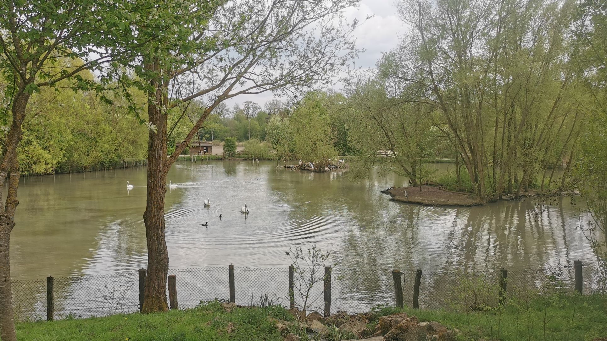 Ez a pelikános tó.