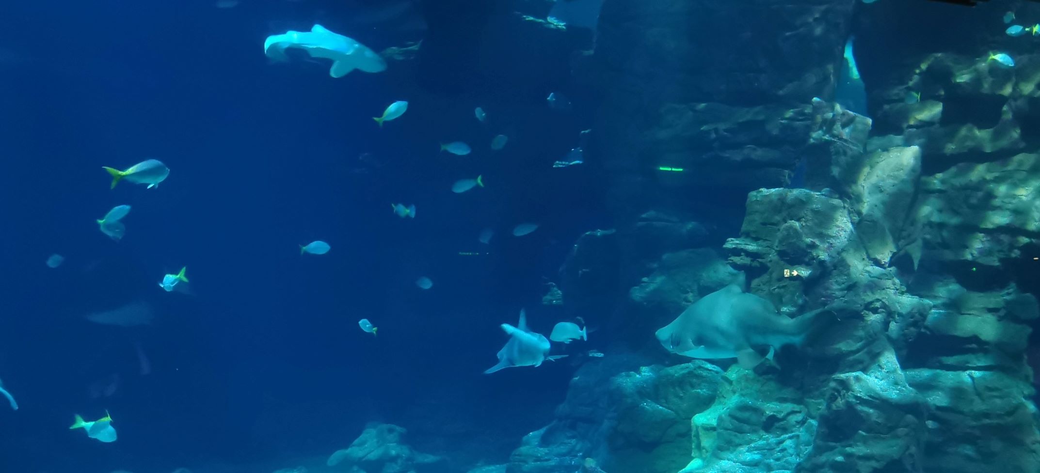 Ez elvileg a nagy akvárium egy részlete, csak nem lehetett rendesen fényképezni, mert állandóan mászkáltak előtte.