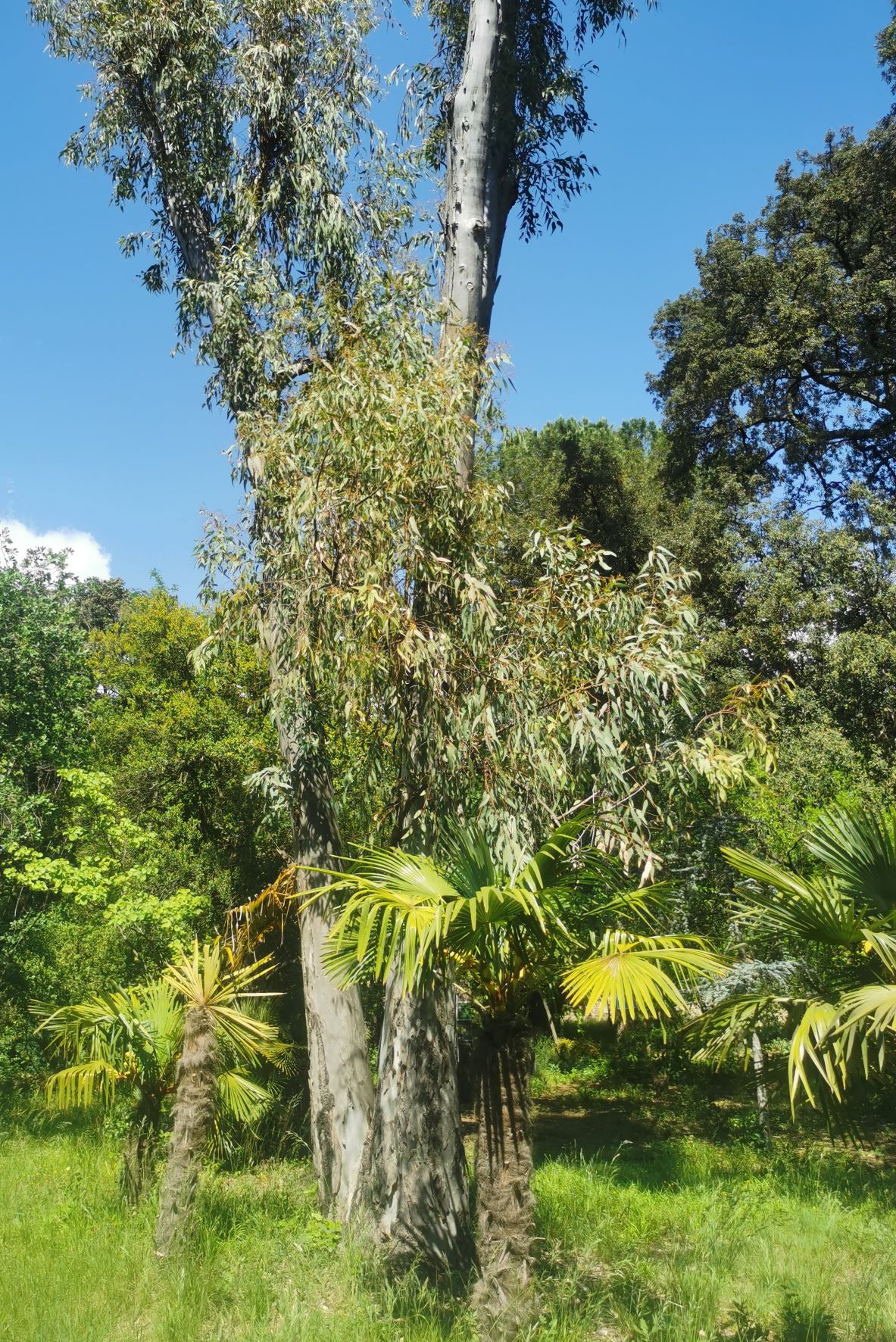 Ez az eukaliptusz. Nem a pálma, a másik.