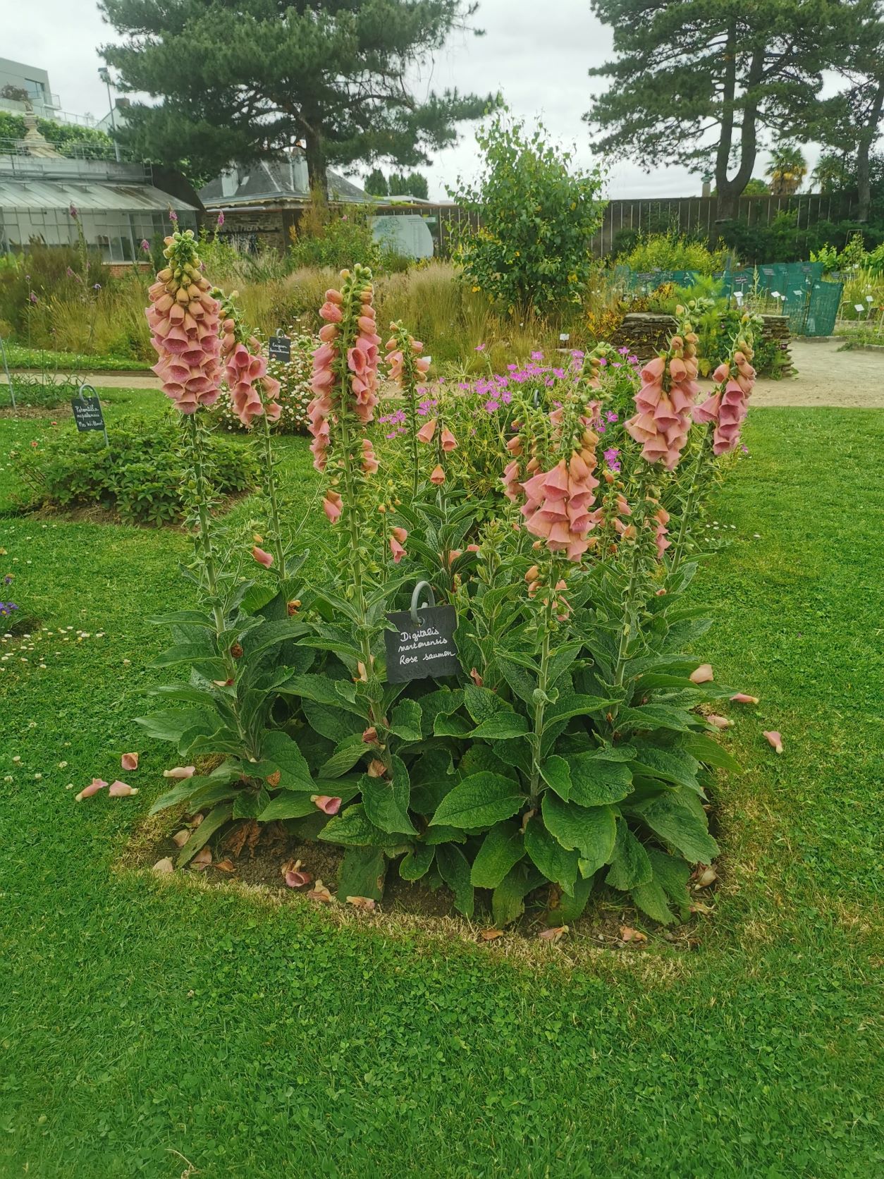 Lefotóztam még néhány szép meg érdekes virágot, hogy úgy érezzem, érdemes volt bejönni. Digitalis mertonensis.