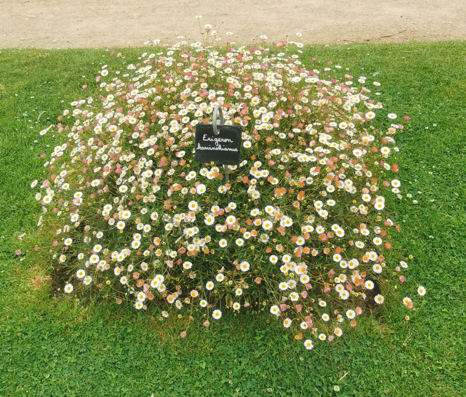 Erigeron karvinskianus.