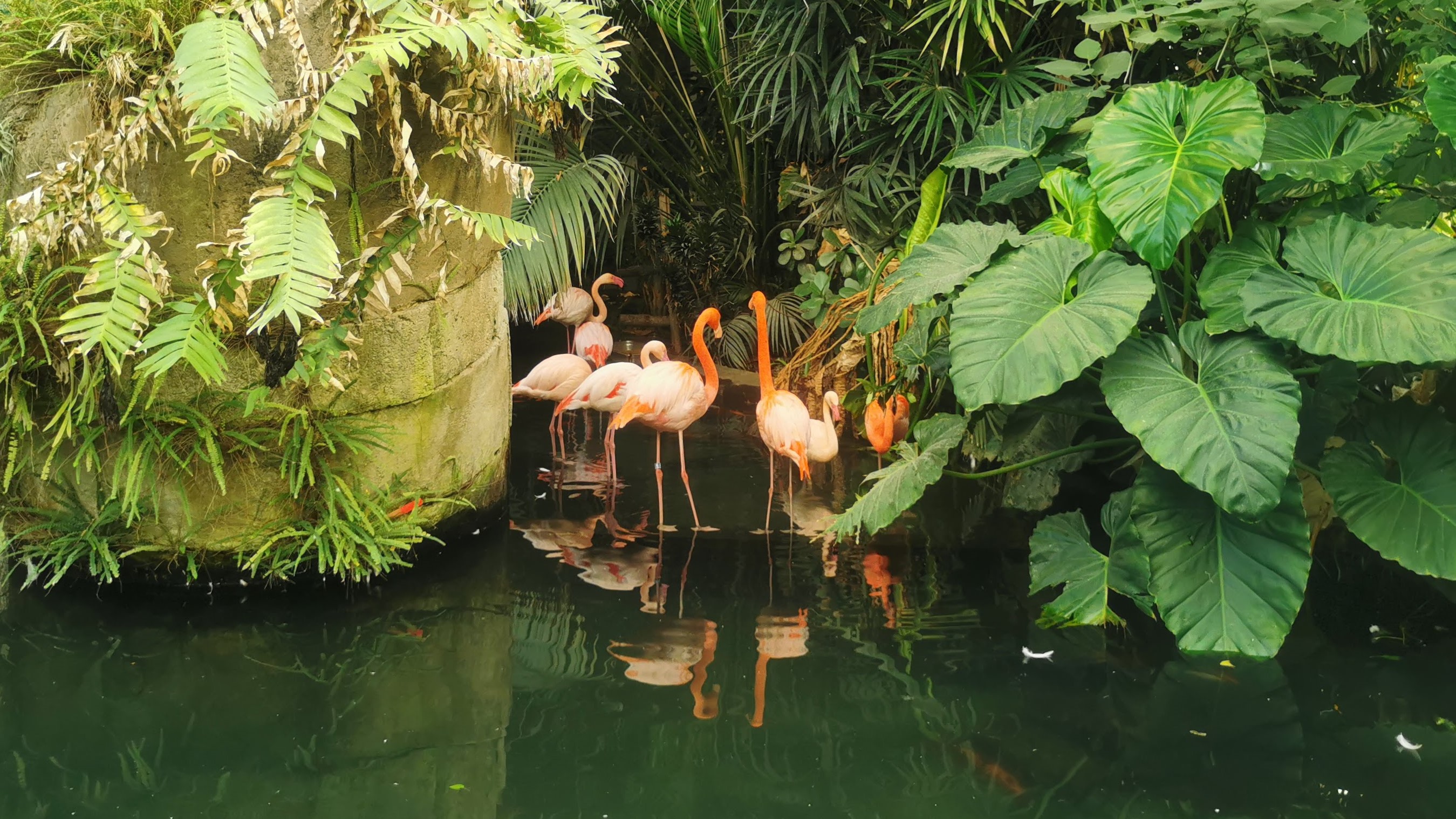 Ezek itt tényleg flamingók.