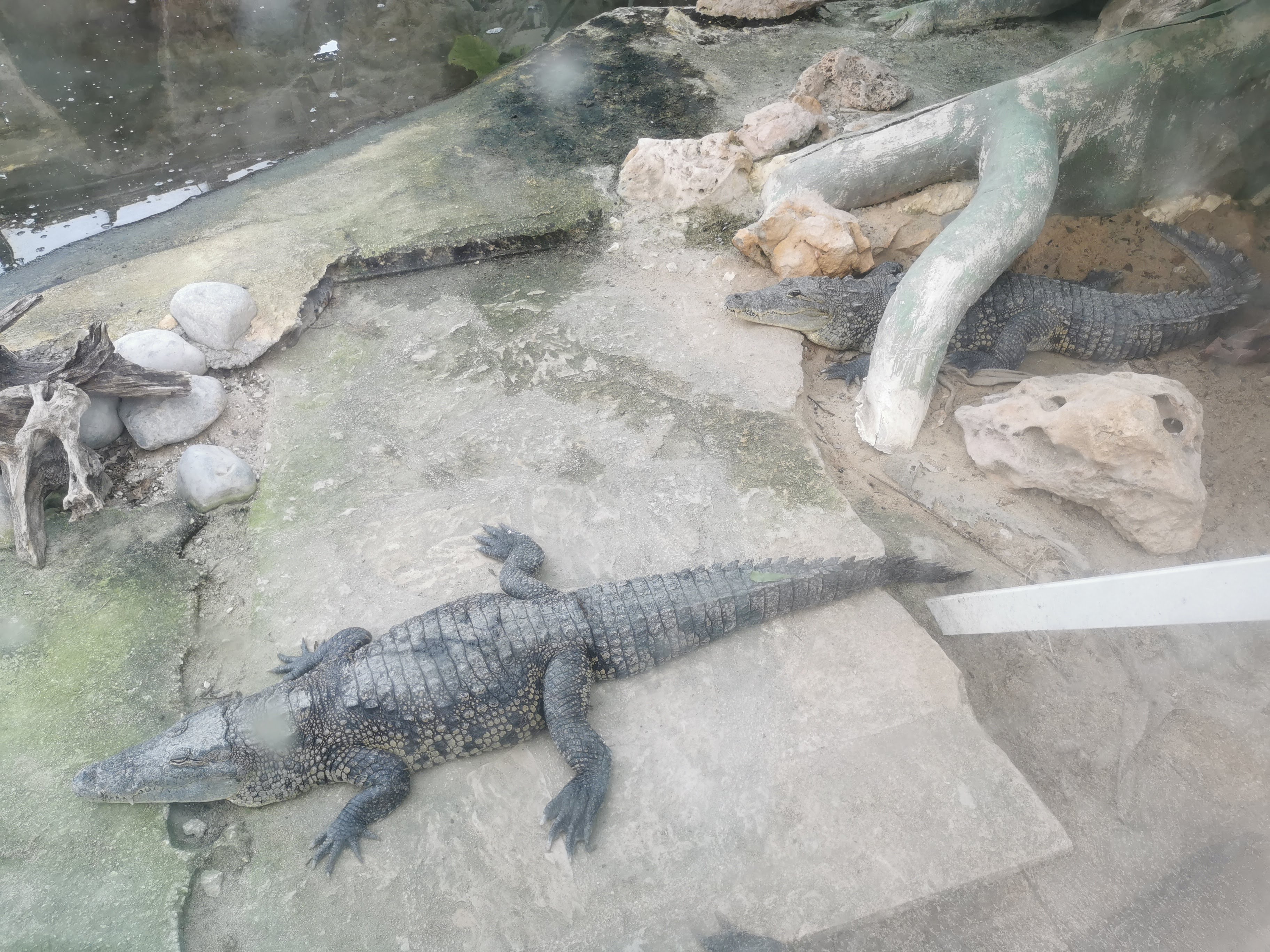 A legdurvább egyedei a parknak, a krokodilok. Nem nílusi, valami miniatűr fajta.