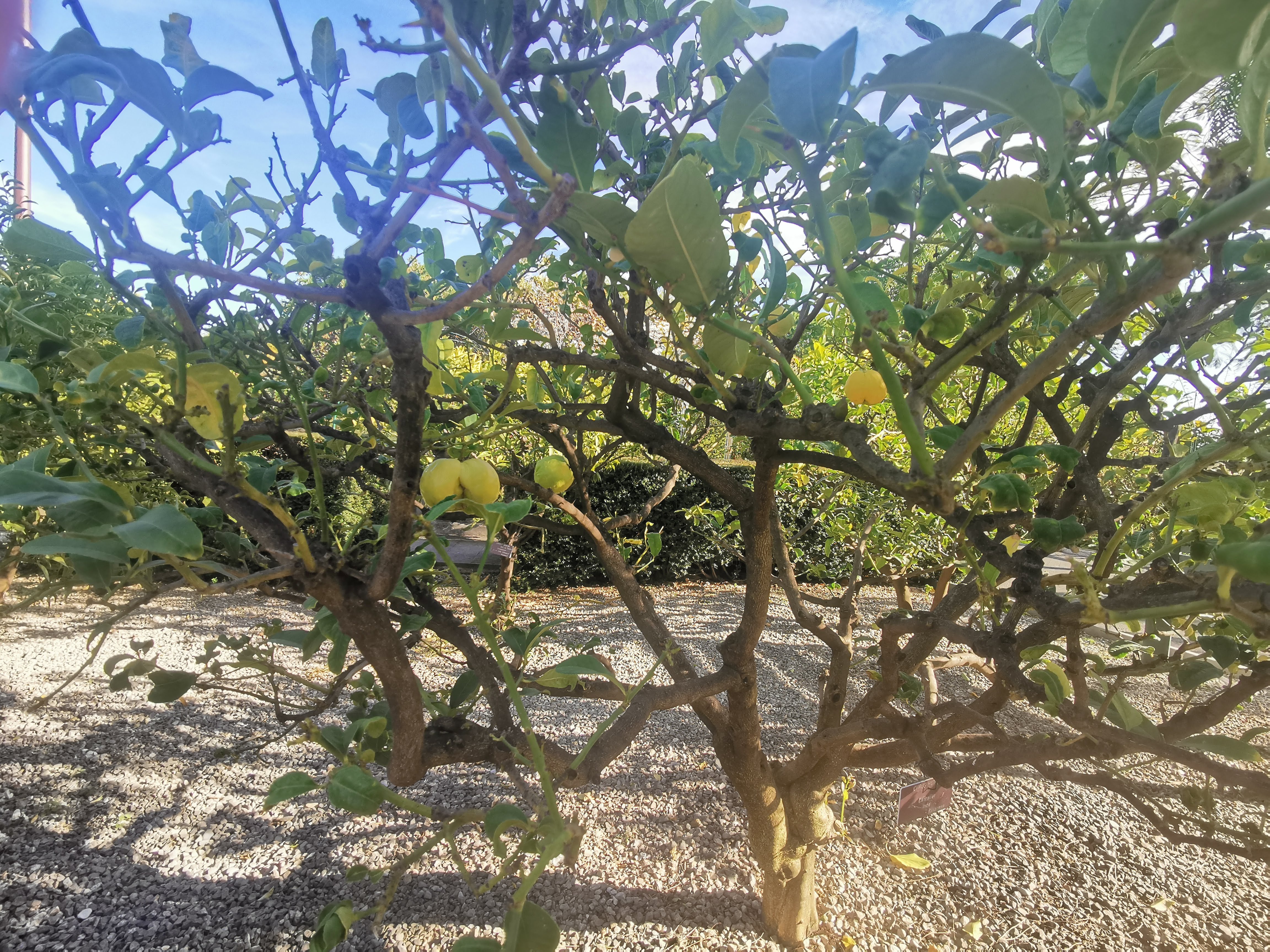 Ez valami citrom-féle (Citrus Medica), de elég érdekesen néz ki.