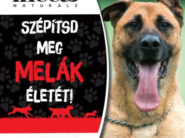 Szépítsd meg egy állat életét az inecto segítségével!