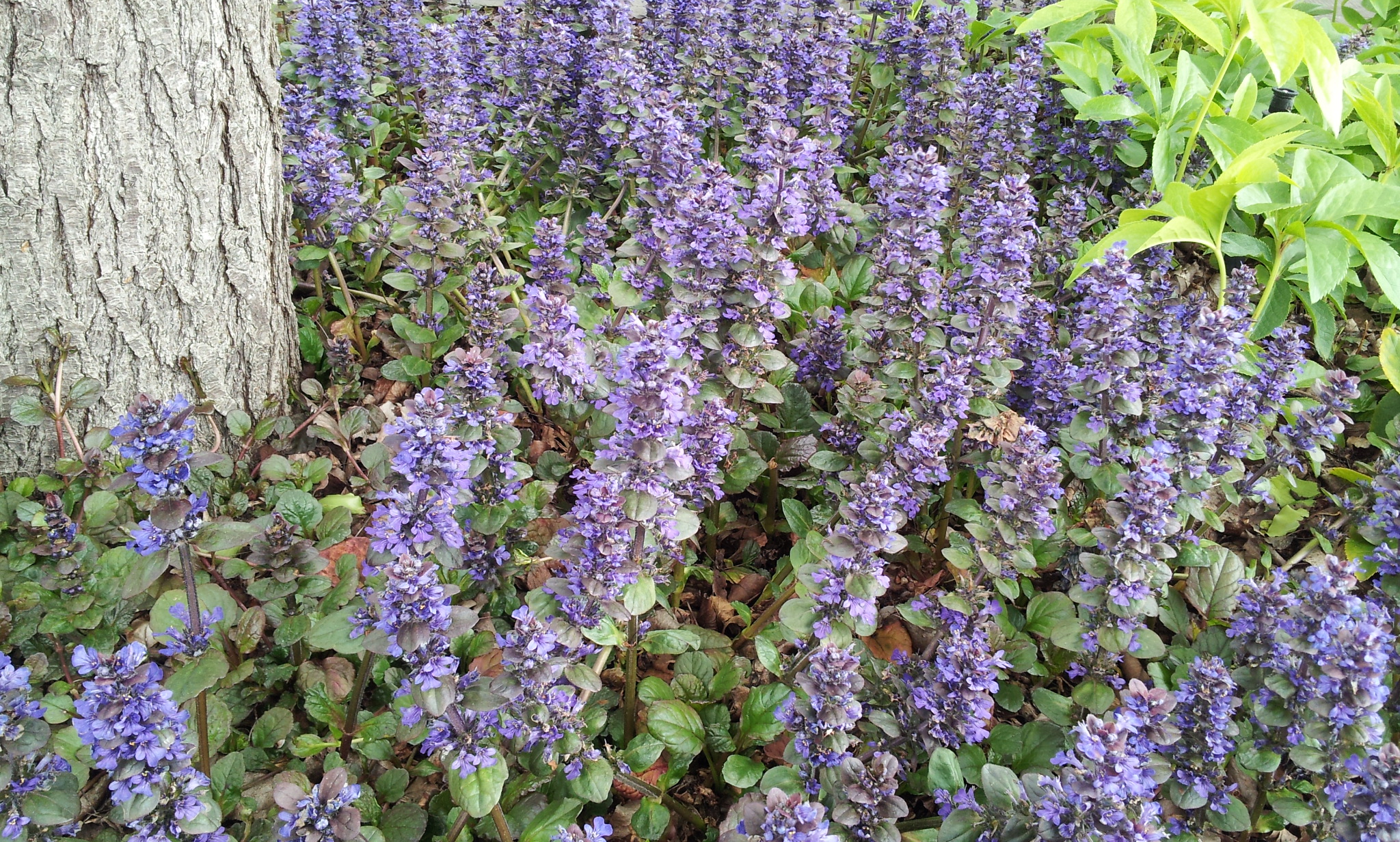 ajuga-catlins-giant-brenlissa-pic.jpg