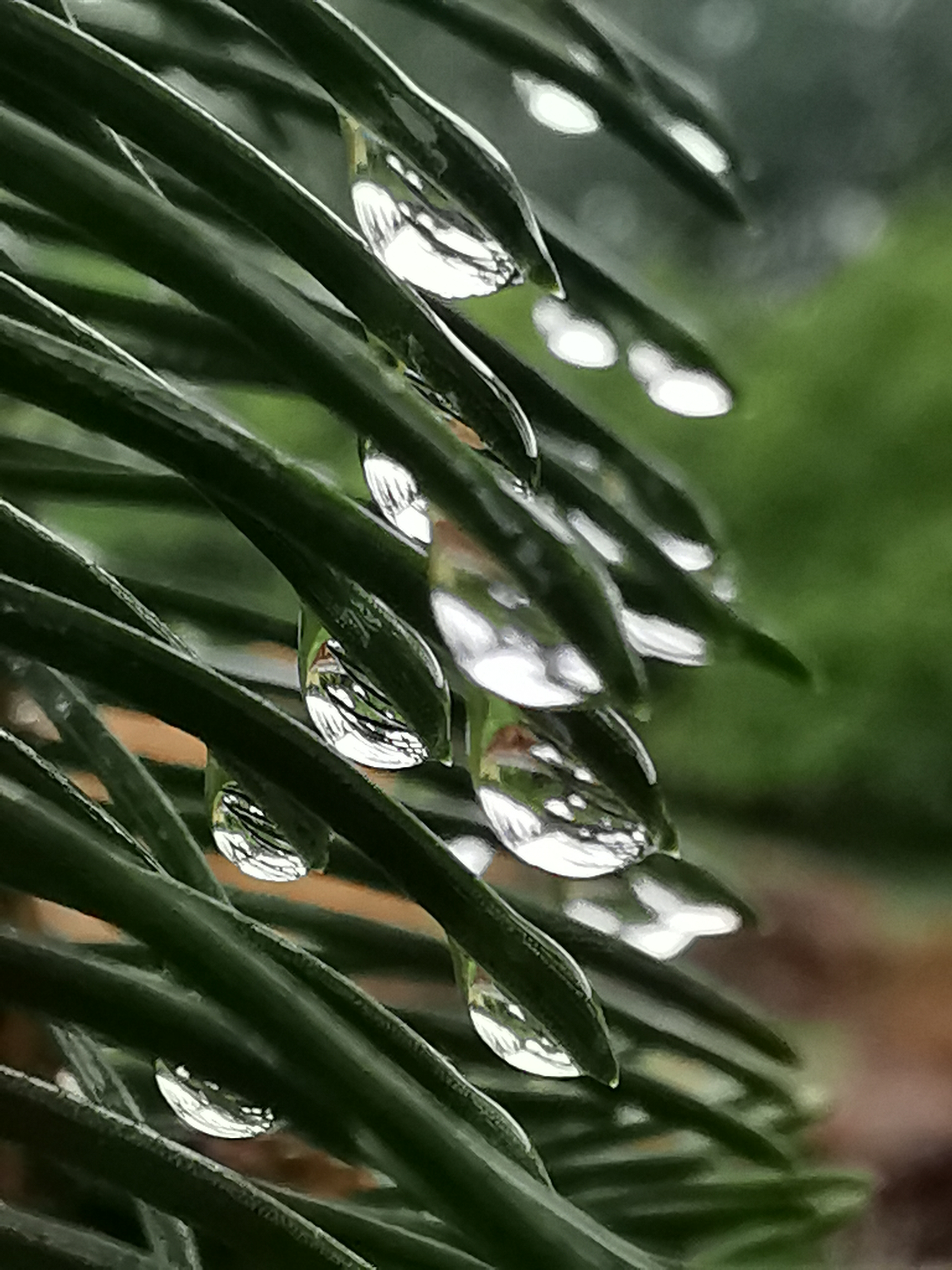 near_far_varga_l_iszl_-_pine_needles_drops.jpg