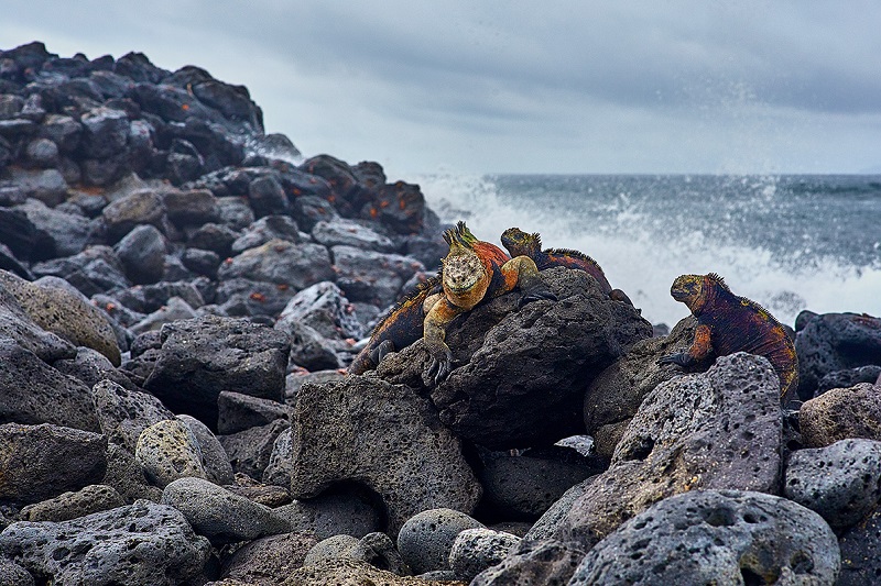 nespresso_galapagos_santa_cruz_8.jpg