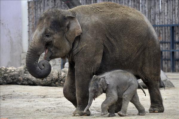 elefanti.jpg