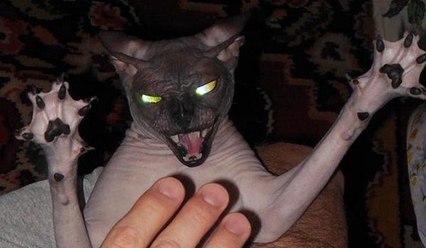evil-cats-demons-summoning-satan-106-58d0daa53ec3e_605.jpg