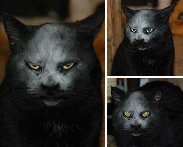 evil-cats-demons-summoning-satan-121-58d0fd494e643_605.jpg