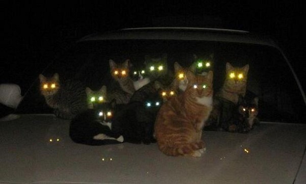 evil-cats-demons-summoning-satan-24-58d2695988533_605.jpg