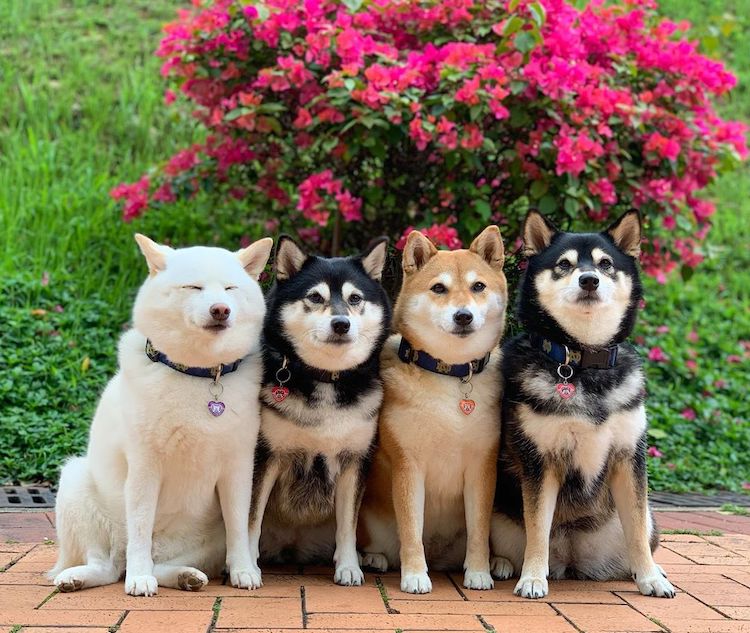 funny-shiba-inu-ruins-group-photos-12.jpg