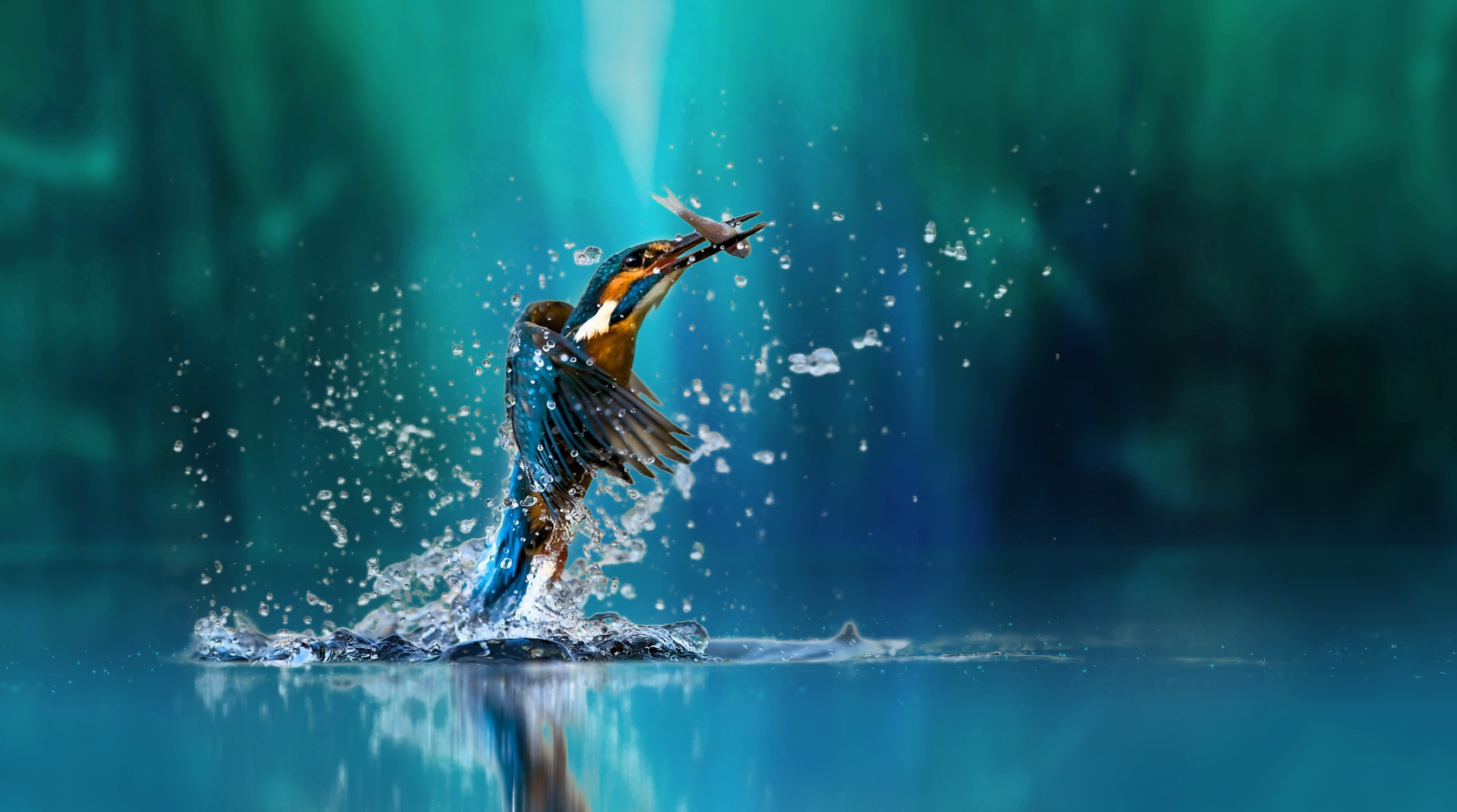 kingfisher_c_shutterstock.jpg