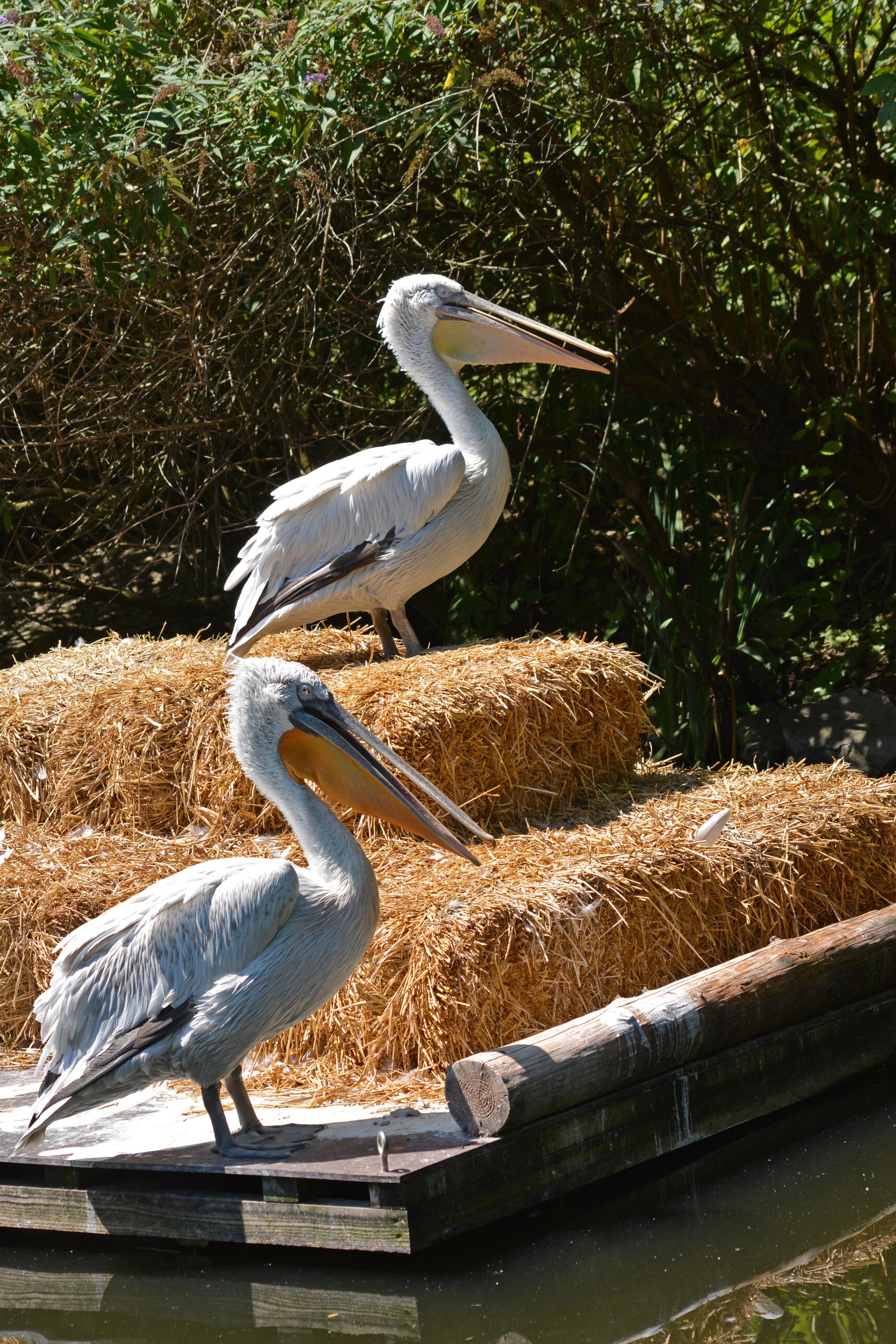 pelikán-pár az állatkertből