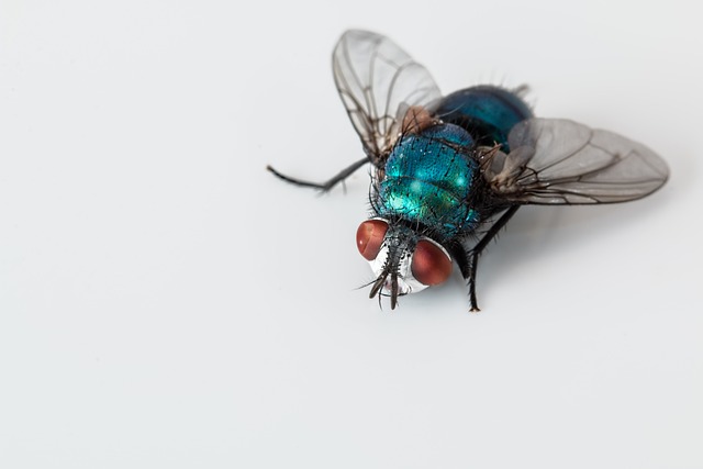 blowfly-g57697a6cc_640.jpg