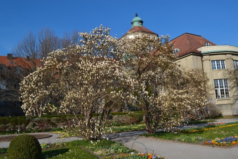 botanikus kert münchen virágok