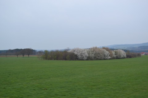 cseresznyefa gräfenbergbahn