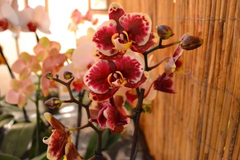 orchidea